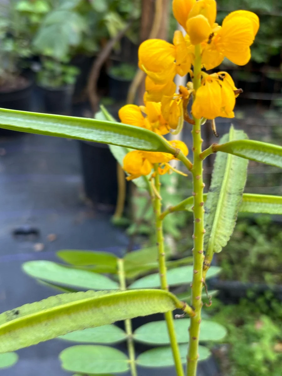 Candlestick Tree Live Plant (Senna alata) - Yellow Flower, 2Ft Tall in 6" Pot - Image 6