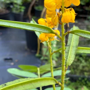 Candlestick Tree Live Plant – Senna alata – Yellow Flower – 2Ft Tall – 6 Inch Pot - Image 6