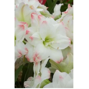 Candy Amadeus Double Amaryllis Bulb - 34/36cm, Giant Double Flowers, Indoor - Image 1