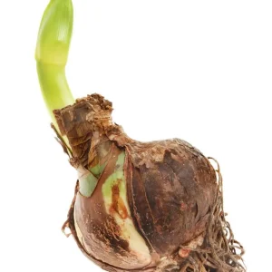 Candy Nymph Amaryllis Bulb - Giant Dutch Double - 32/34 cm Bulb - Indoor/Outdoor - Image 4