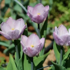 Candy Prince Tulip Bulbs - Lilac Pink Triumph Tulips - Fall Planting - Approx 450 Bulbs - Image 2