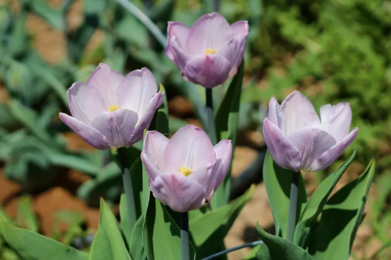 Candy Prince Tulip Bulbs - Lilac Pink Triumph Tulips (450 Bulbs)