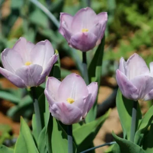 Candy Prince Tulip Bulbs - Single Early Lavender-Pink Blooms - Image 2