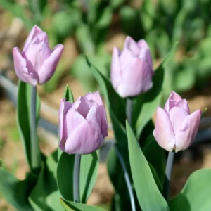 Candy Prince Tulip Bulbs - Single Early Lavender-Pink Blooms - Image 1