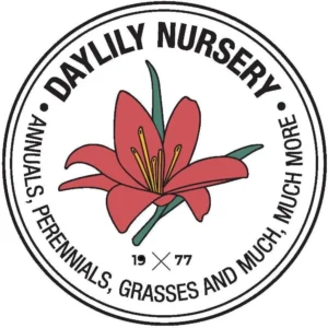 Candy Prince Tulip Bulbs - Single Early Lavender-Pink Blooms - Image 5