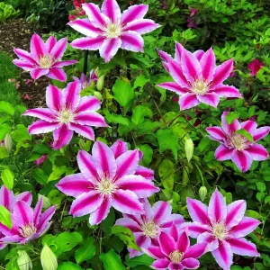 Candy Stripe Clematis Vine Live Plant - Two-Toned Lavender Pink Blooms - 2.5" Pot - Image 2