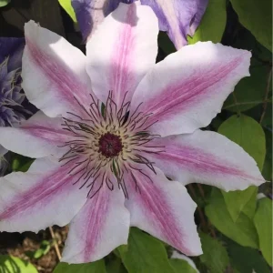 Candy Stripe Clematis Vine Live Plant - Two-Toned Lavender Pink Blooms - 2.5" Pot - Image 1