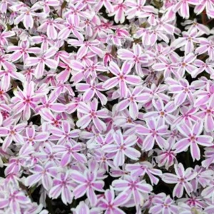 Candy Stripes Creeping Phlox Live Plant – Perennial – Quart Pot – Outdoor Flowering Groundcover - Image 2