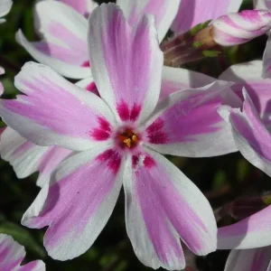 Candy Stripes Creeping Phlox Live Plant – Perennial – Quart Pot – Outdoor Flowering Groundcover - Image 3