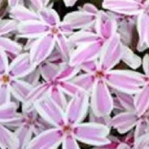 Candy Stripes Creeping Phlox Live Plant – Perennial – Quart Pot – Outdoor Flowering Groundcover - Image 4