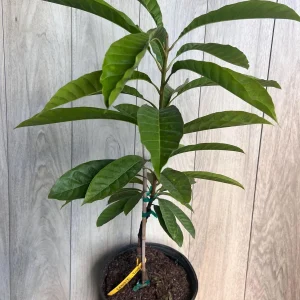 Canistel Grafted Tree Live Plant - 3 Gallon Pot - Eggfruit Custard Fruit - Image 2