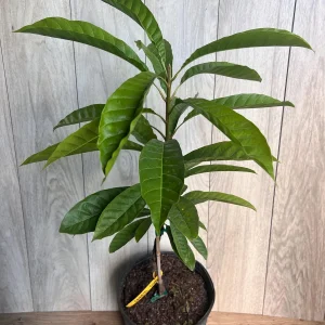 Canistel Grafted Tree Live Plant - 3 Gallon Pot - Eggfruit Custard Fruit - Image 3