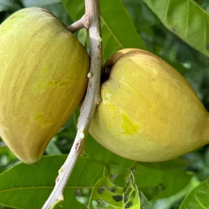 Canistel Grafted Tree Live Plant - 3 Gallon Pot - Eggfruit Custard Fruit - Image 1