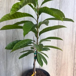 Canistel Grafted Tree Live Plant - 3 Gallon Pot - Eggfruit Custard Fruit - Image 4