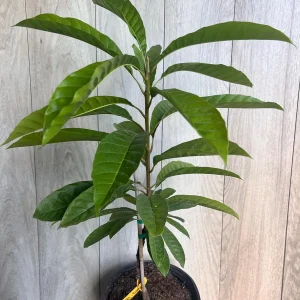 Canistel Grafted Tree Live Plant - 3 Gallon Pot - Eggfruit Custard Fruit - Image 5