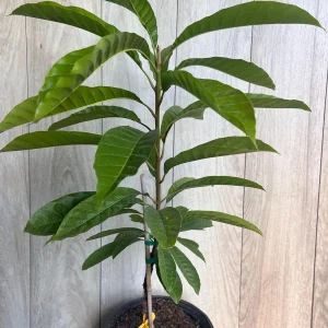Canistel Grafted Tree Live Plant - 3 Gallon Pot - Eggfruit Custard Fruit - Image 8