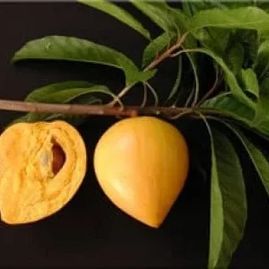 Canistel Live Plant - 2 ft Tall Airlayered Tree - Sweet Fruit - 3 Gallon Pot - Image 1