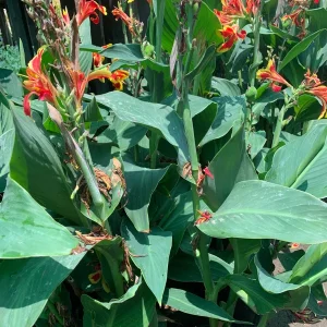 Canna 'Lucifer' Live Plant - Red & Yellow Flowers, 6" Pot, 2-3 ft Tall - Image 2