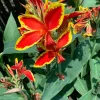 Canna 'Lucifer' Live Plant - Red & Yellow Flowers, 6" Pot, 2-3 ft Tall - Image 1