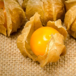 Cape Gooseberry Live Plant, 7-10