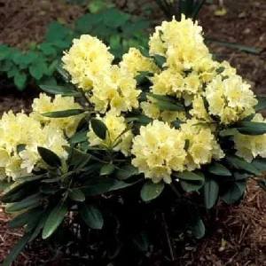 Capistrano Rhododendron Live Plant - Hardy Yellow Flowers - 4 inch Pot - Image 2
