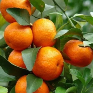 Cara Cara Orange Tree - Grafted Live Citrus Plant in 0.5 Gallon Pot - Image 2