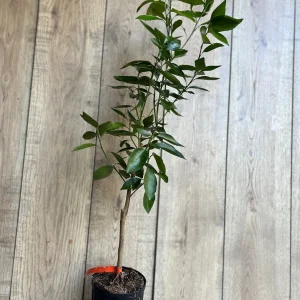 Cara Cara Orange Tree - Grafted Live Citrus Plant in 0.5 Gallon Pot - Image 5