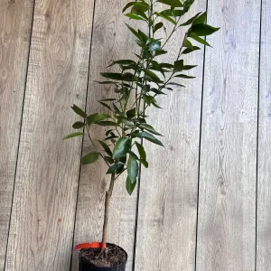 Cara Cara Orange Tree - Grafted Live Citrus Plant in 0.5 Gallon Pot - Image 6