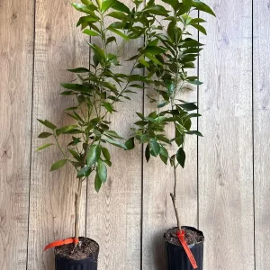 Cara Cara Orange Tree - Grafted Live Citrus Plant in 0.5 Gallon Pot - Image 8