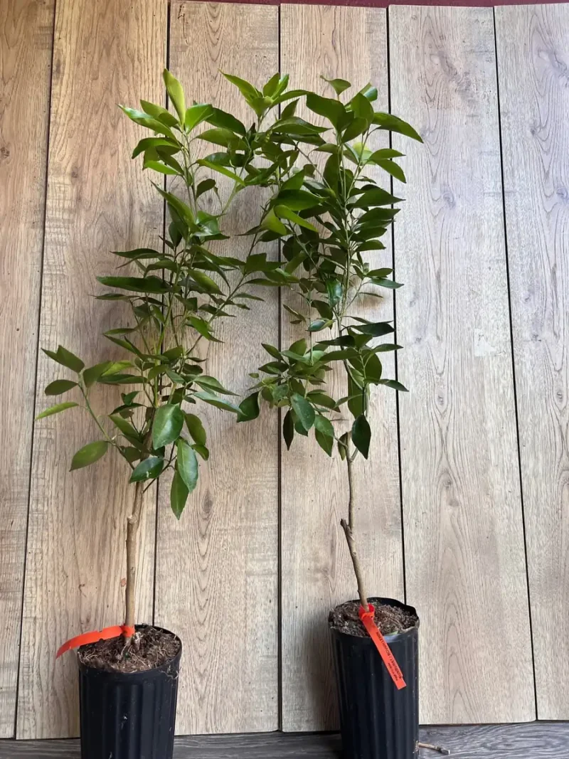 Cara Cara Orange Tree - Grafted Citrus Plant in 0.5 Gallon Pot