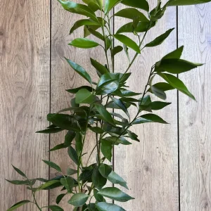 Cara Cara Orange Tree Live Plant - Grafted, 1/2 Gallon Pot - Indoor/Outdoor Fruit Tree - Image 2