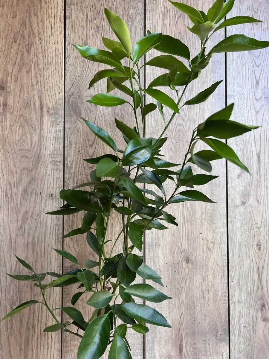 Cara Cara Orange Tree Live Plant - Grafted, 1/2 Gallon Pot - Indoor/Outdoor Fruit Tree - Image 2