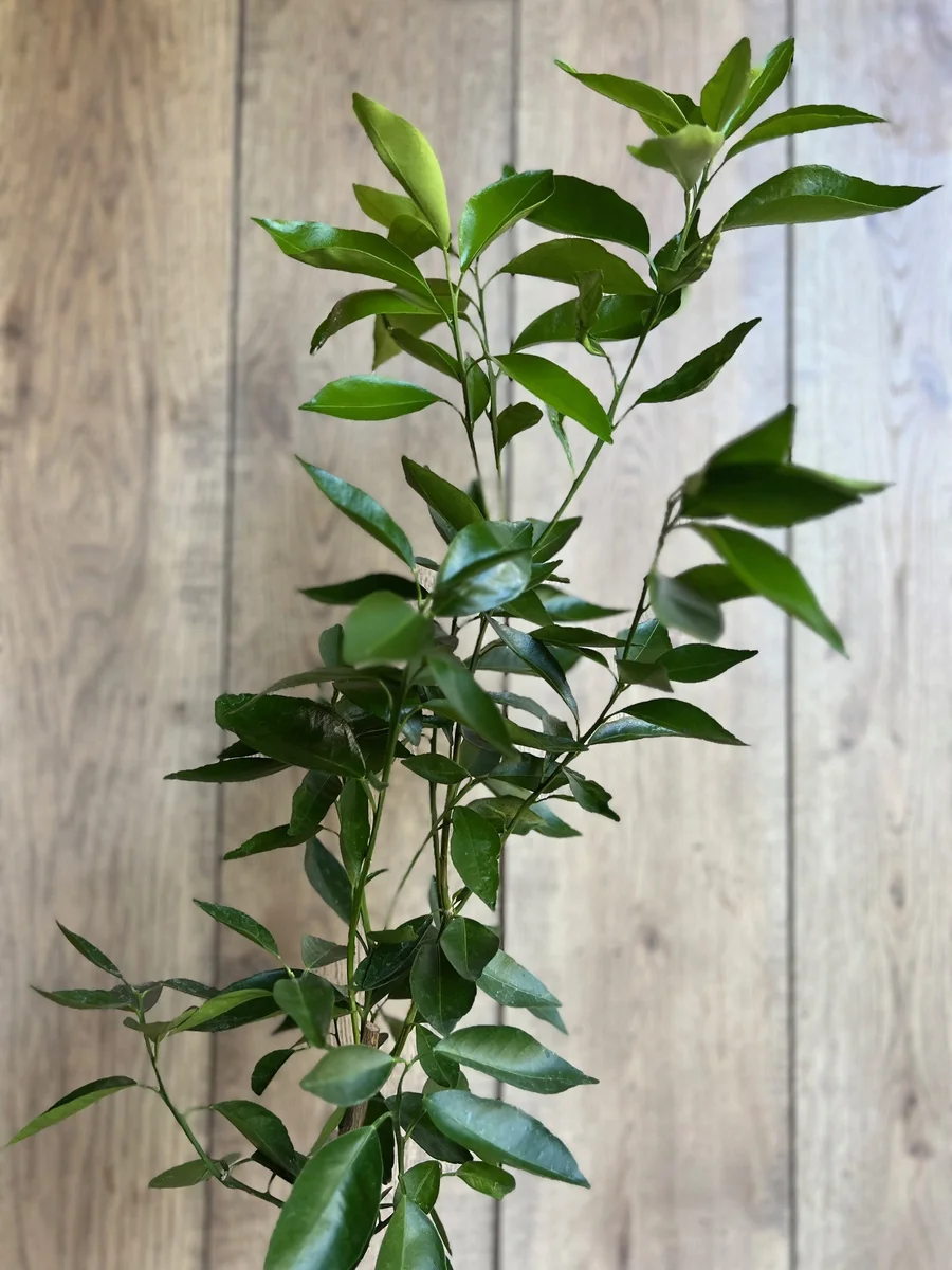 Cara Cara Orange Tree Live Plant - Grafted, 1/2 Gallon Pot - Indoor/Outdoor Fruit Tree - Image 3