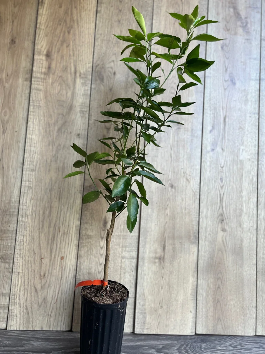 Cara Cara Orange Tree Live Plant - Grafted, 1/2 Gallon Pot - Indoor/Outdoor Fruit Tree - Image 4