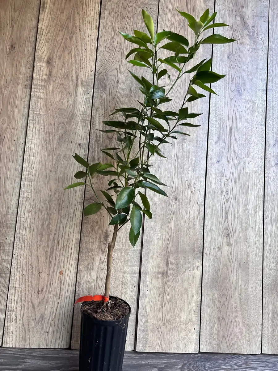 Cara Cara Orange Tree Live Plant - Grafted, 1/2 Gallon Pot - Indoor/Outdoor Fruit Tree - Image 5