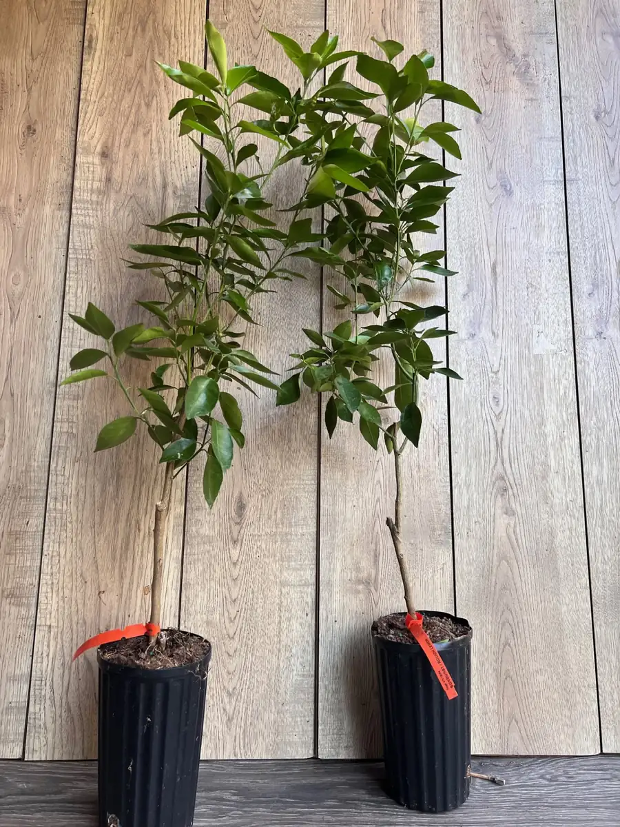 Cara Cara Orange Tree Live Plant - Grafted, 1/2 Gallon Pot - Indoor/Outdoor Fruit Tree - Image 7