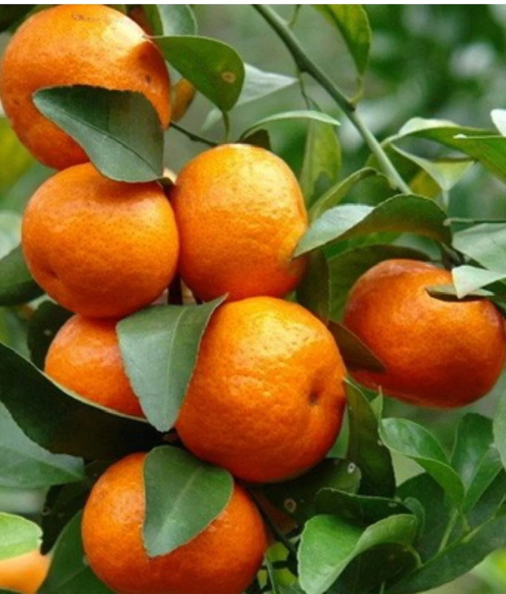 Cara Cara Orange Tree Live Plant - Grafted, 1/2 Gallon Pot - Indoor/Outdoor Fruit Tree - Image 1