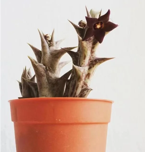 Caralluma hesperidum Succulent Plant - Live, Drought-Tolerant, Easy Care - Image 1