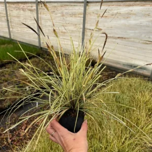 Carex Evergold Live Plant – Variegated Sedge Grass – 4 Inch Pot – Outdoor - Image 3