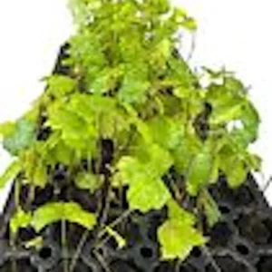 Carlos Muscadine Grape Vine - 10 Starter Plants - Sweet Edible Perennial - Image 2