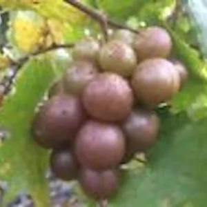 Carlos Muscadine Grape Vine - 10 Starter Plants - Sweet Edible Perennial - Image 4