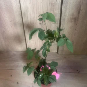 Carlsbad Rose Live Plant - Soft Pink Floribunda Rose in 4 inch Pot - Fragrant Outdoor Bush - Image 5