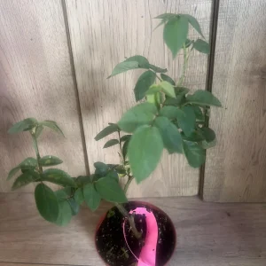 Carlsbad Rose Live Plant - Soft Pink Floribunda Rose in 4 inch Pot - Fragrant Outdoor Bush - Image 6