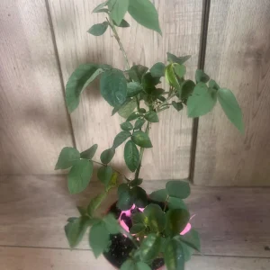 Carlsbad Rose Live Plant - Soft Pink Floribunda Rose in 4 inch Pot - Fragrant Outdoor Bush - Image 7