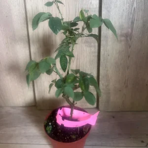 Carlsbad Rose Live Plant - Soft Pink Floribunda Rose in 4 inch Pot - Fragrant Outdoor Bush - Image 9