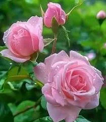 Carlsbad Rose Live Plant - Soft Pink Floribunda Rose in 4 inch Pot - Fragrant Outdoor Bush - Image 1