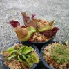 Carnivorous Plant Set: Live Venus Fly Trap, Pitcher Plant, Sundew - 3 Plants - Image 1