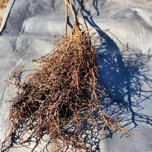 Carolina Allspice Live Plant – Sweetshrub Bare Root – 5 Pack, 12" Tall – Outdoor Shrub - Image 2