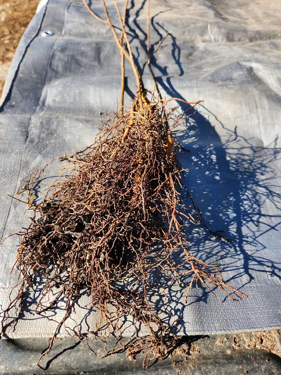 Carolina Allspice Live Plant – Sweetshrub Bare Root – 5 Pack, 12" Tall – Outdoor Shrub - Image 2