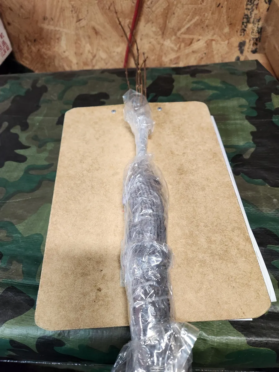 Carolina Allspice Live Plant – Sweetshrub Bare Root – 5 Pack, 12" Tall – Outdoor Shrub - Image 3